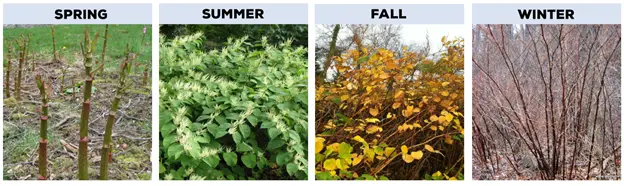 Knotweed stages