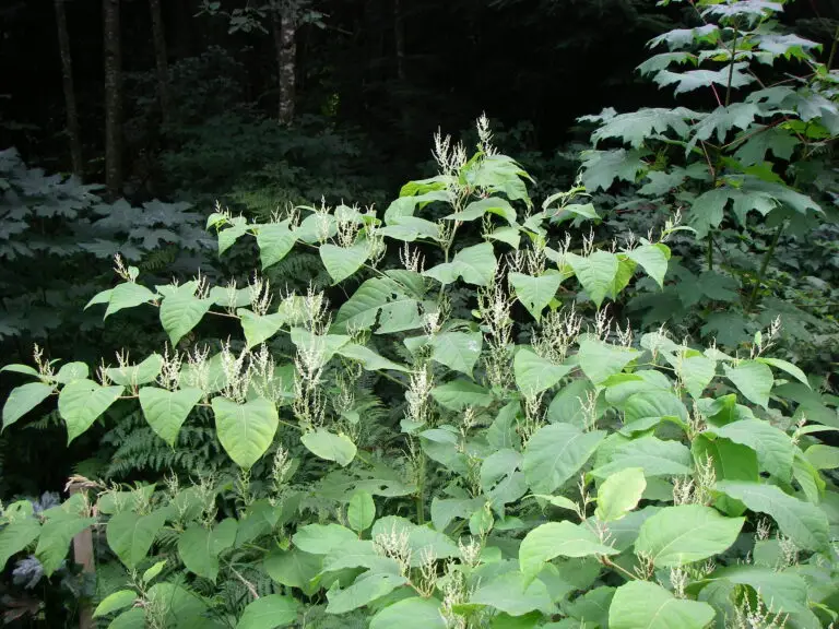 Invasive Knotweed